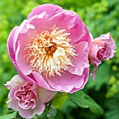 Paeonia lactiflora Bowl of Beauty Peony