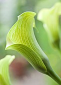 Zantedeschia Aethiopica Arum Lily