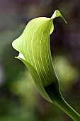 Zantedeschia Aethiopica Arum Lily