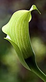 Zantedeschia Aethiopica Arum Lily
