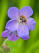 Geranium Johnsons Blue Cranesbill