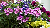 Annual Verbena a good choice for hanging baskets,