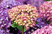 Hydrangea macrophylla Hortensia