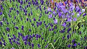 Agapanthus and Lavender flowers in summer border