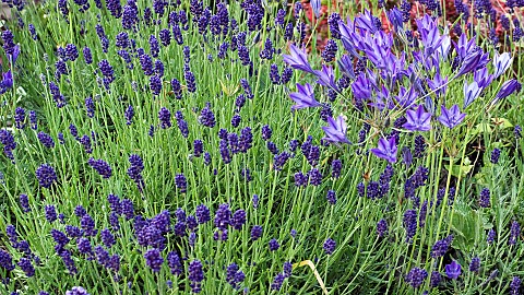 Agapanthus_and_Lavender_flowers_in_summer_border