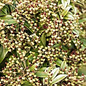 Plant portrait Pieris seedhead