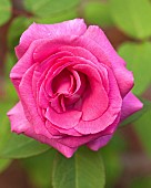 Rosa Rose Zéphirine Drouhin