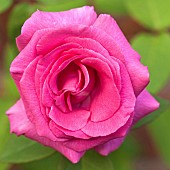 Rosa Rose Zéphirine Drouhin