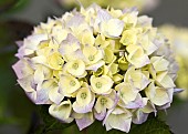 Close up Hydrangea macrophylla