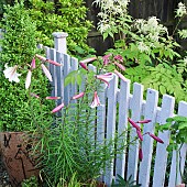 Lilium regale Regal Lily