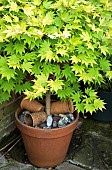 Acer shirasawanum Jordan