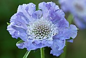 Scabiosa causica Clive Greaves Pincushion