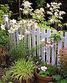 Lilium Regale, Regal Lily