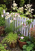 Lilium Regale, Regal Lily