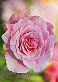 Rose Rosa Tickled Pink rose of the Year 2007