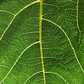 Ficus carica Fig Foliage