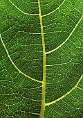 Ficus carica Fig Foliage