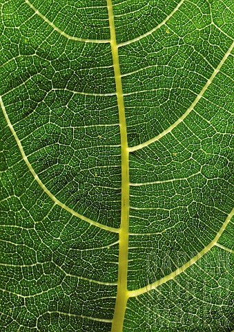 Ficus_carica_Fig_Foliage