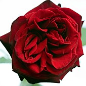 Rosa Rose Deep Secret