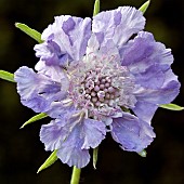 Scabiosa causica Clive Greaves Pincushion