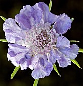 Scabiosa causica Clive Greaves Pincushion