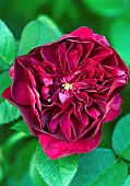 Rosa Rose, Darcy Bussell