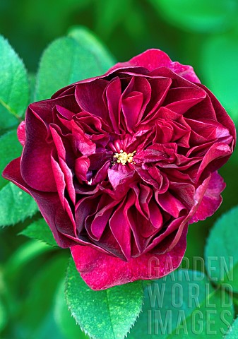 Rosa_Rose_Darcy_Bussell