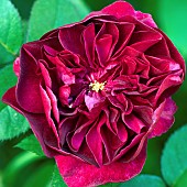Rosa Rose, Darcy Bussell