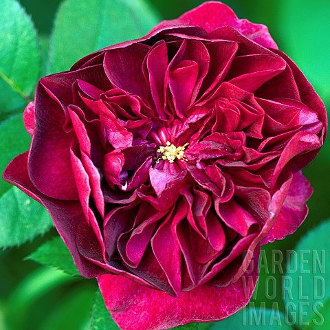 Rosa_Rose_Darcy_Bussell