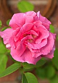 Rosa Rose Zéphirine Drouhin