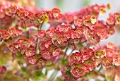 Euphorbia martinii Milkweed, Spurge