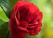 Rosa Rose Danse Du Feu, Spectacular