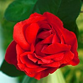 Rosa Rose Danse Du Feu, Spectacular