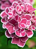 Hydrangea macrophylla Tivoli