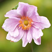 Anemone japonica Queen Charlotte