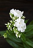 Phlox paniculata White Admiral