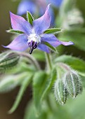 Herb Borage Borago Starflower