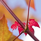 Acer cappadocium back lit