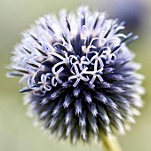 Perennial Echinops ritro Veitchs Blue, Globe Thistle