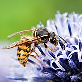 Perennial Echinops ritro Veitchs Blue, Globe Thistle, Bee