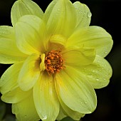 Dahlia Clarion