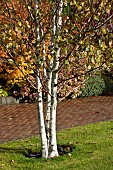 Betula pendula Silver Birch