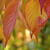 Prunus Pandora Flowering Cherry Tree leaves