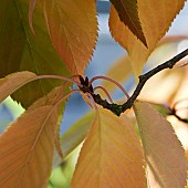 Deciduous Tree Prunus Pandora Flowering Cherry Tree