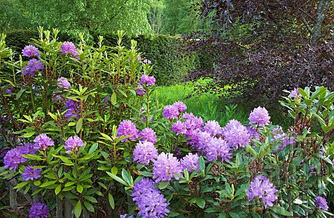 Rhododendron_augustinii_Electra