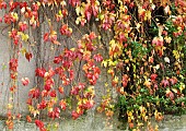 Virginia Creeper Parthenocissus quinquefolia