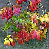 Virginia Creeper Parthenocissus quinquefolia