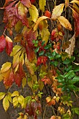 Virginia Creeper Parthenocissus quinquefolia