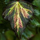 Hedera helix variegated Ivy