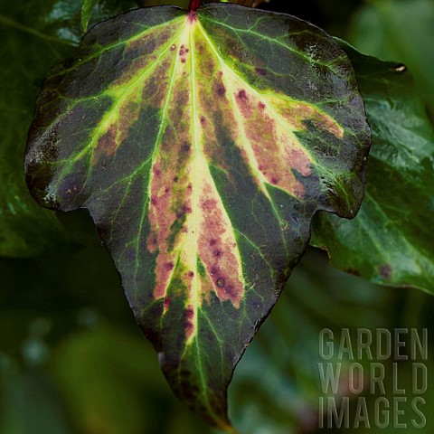 Hedera_helix_variegated_Ivy